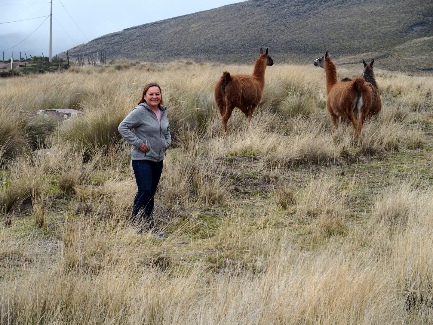 Approche des lamas sur volcan Cotopaxi Equateur