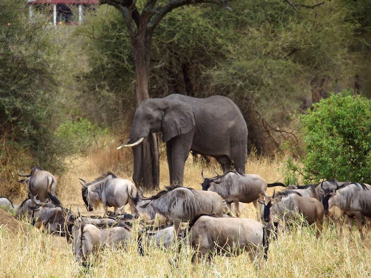 Elephant au milieu de gnous parc Terangire Tanzanie
