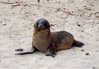 Les îles Galapagos en solo, c’est possible !