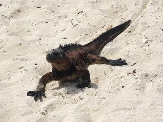 Premiers pas aux Galapagos sur l’île de Santa Cruz