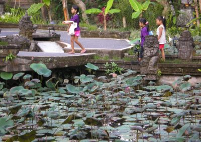 Jardin de lotus Bali