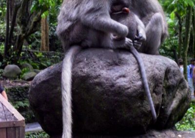Singes Monkey Forest à Bali