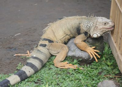 Dragon de Komodo sur marché Java