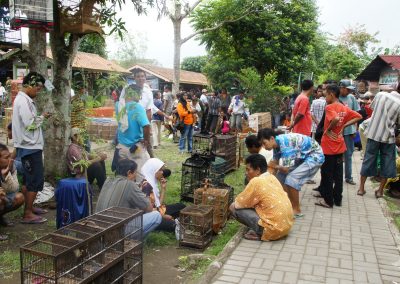 Marché aux oiseaux Jogyakarta Java