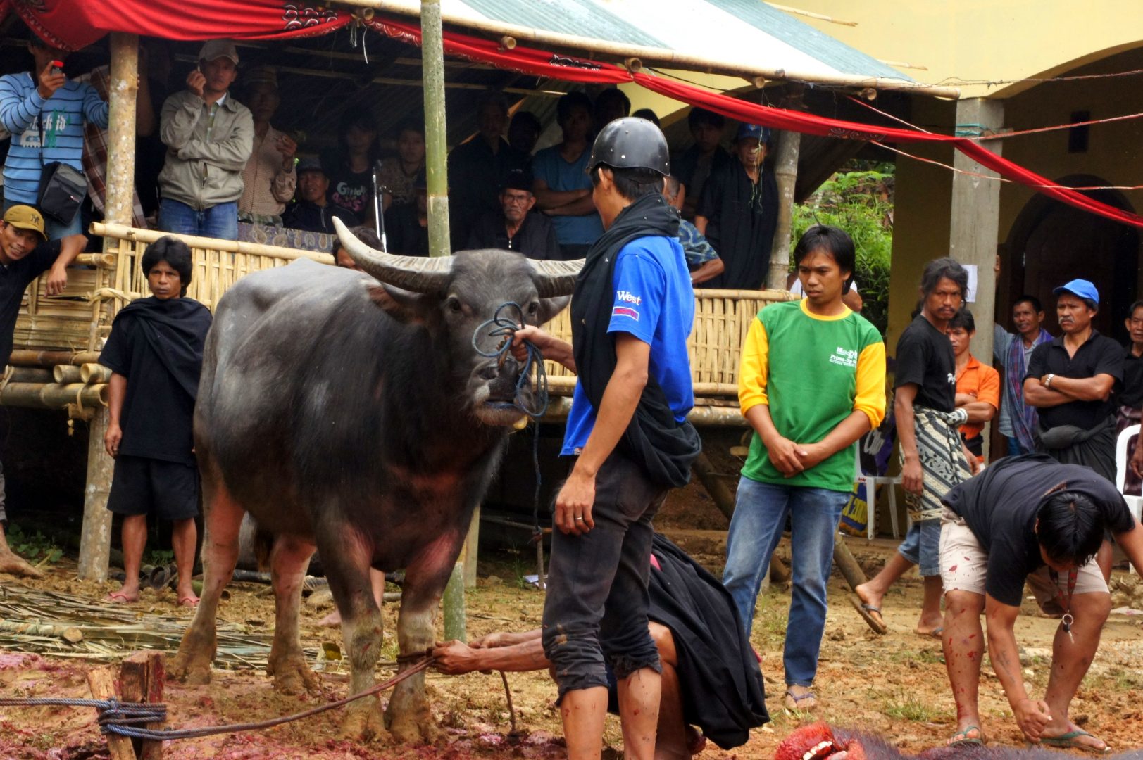 Buffle en attente rites funéraires sur l'île de Sulawesi