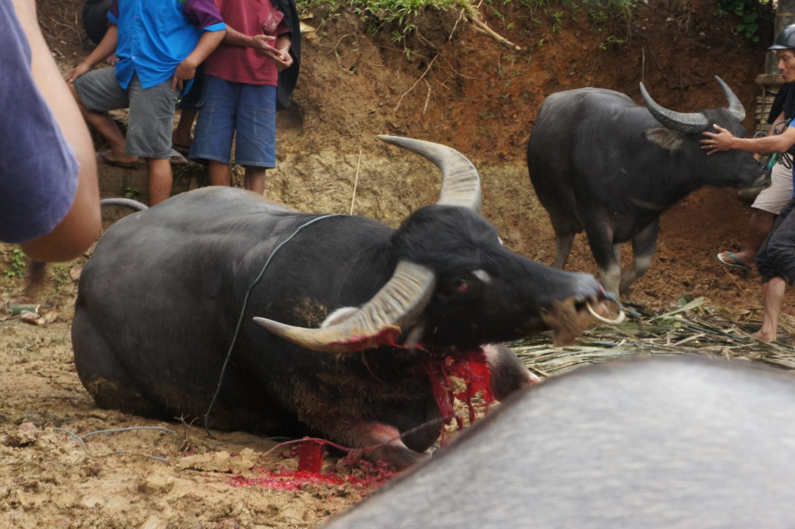 Buffle sacrifié rites funéraires sur l'île de Sulawesi Tana Toraja