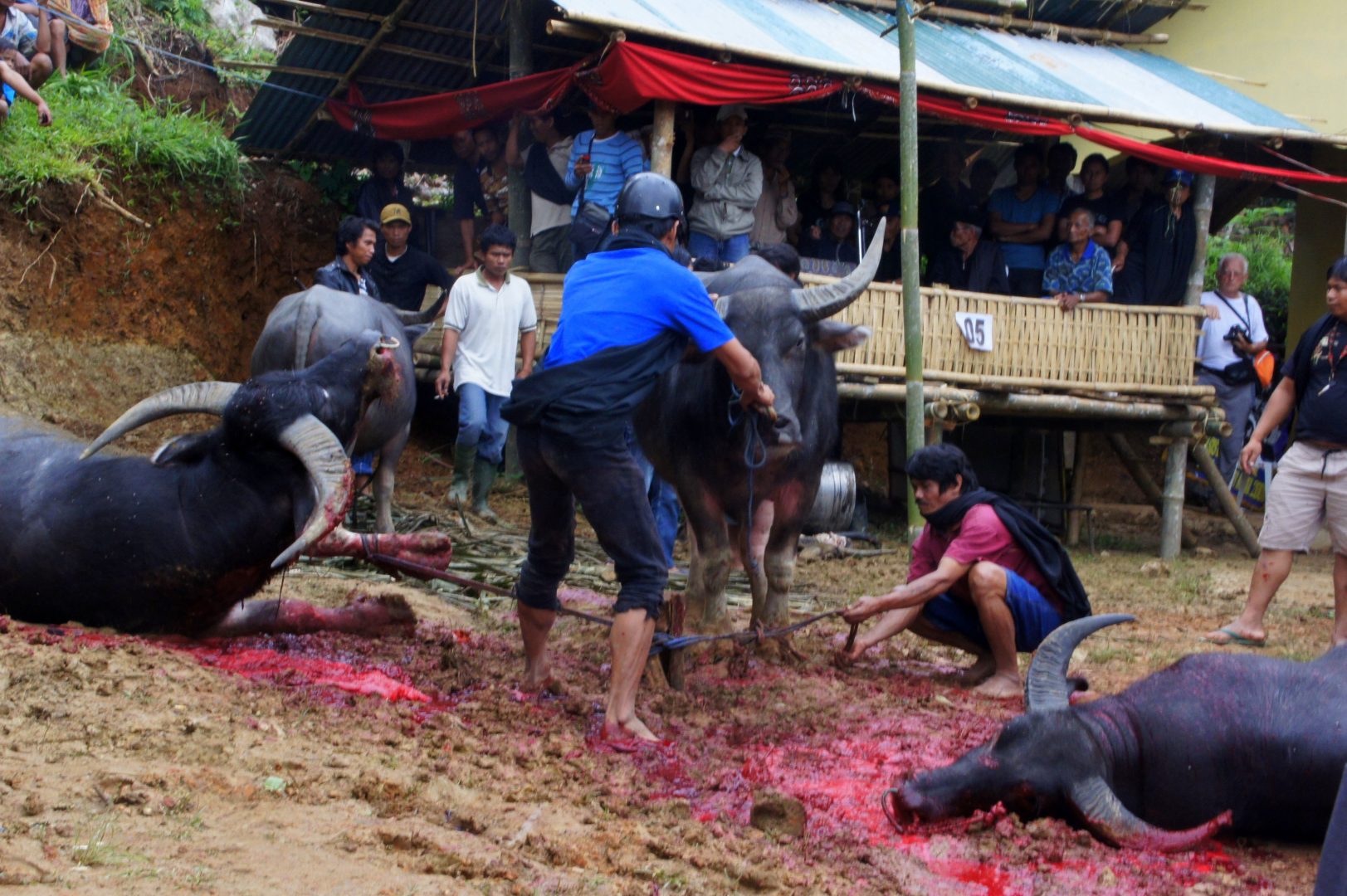 Buffles sacrifiés Buffle sacrifié rites funéraires sur l'île de Sulawesi Tana Toraja