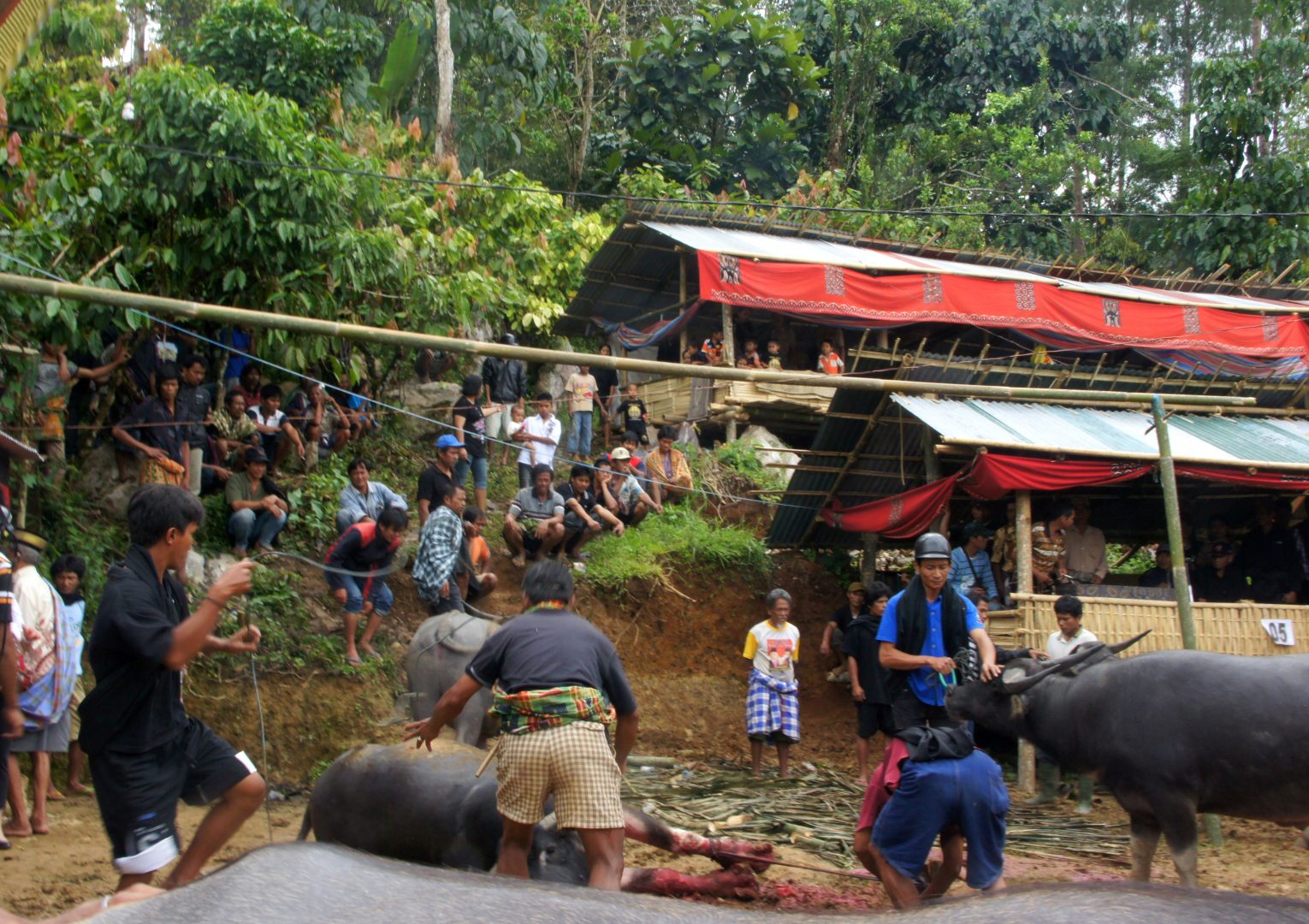 Cérémonie de rites funéraires sur l'île de Sulawesi Tana Toraja