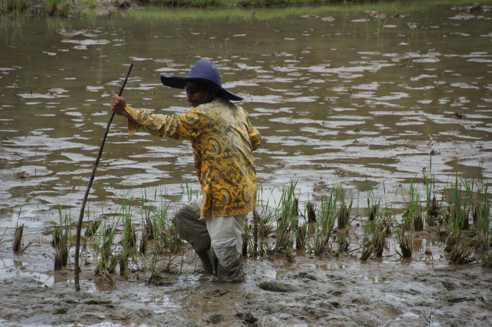 Cultivateur dans rizière de Sulawesi
