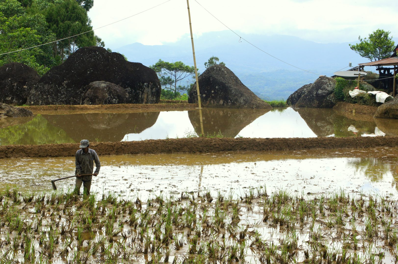 Culture du riz Sulawesi