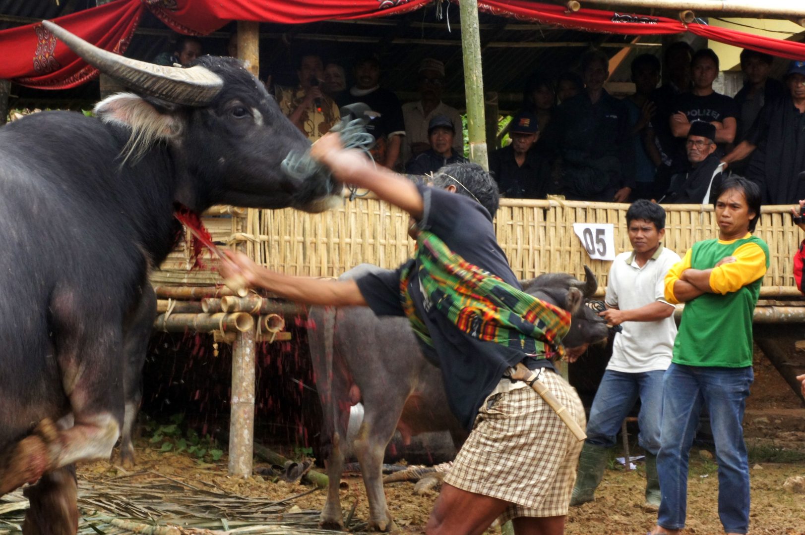 Egorgement buffle rites funéraires sur l'île de Sulawesi Tana Toraja