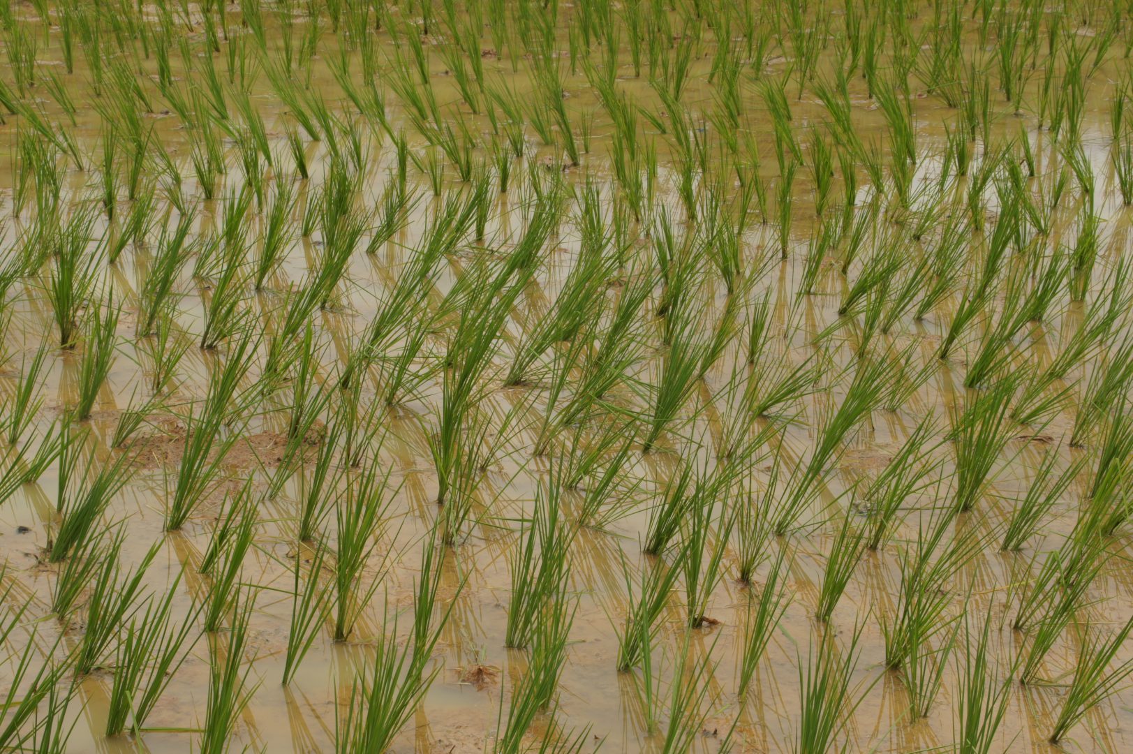 Pousses de riz Pays Toraja Sulawesi