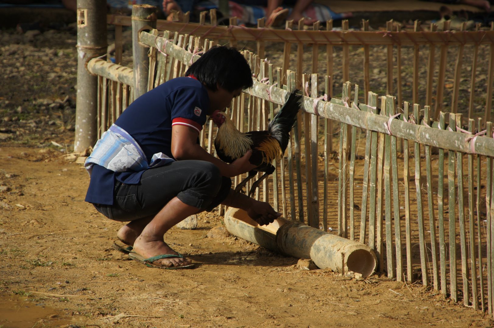 Préparation des coqs rites funéraires sur l'île de Sulawesi
