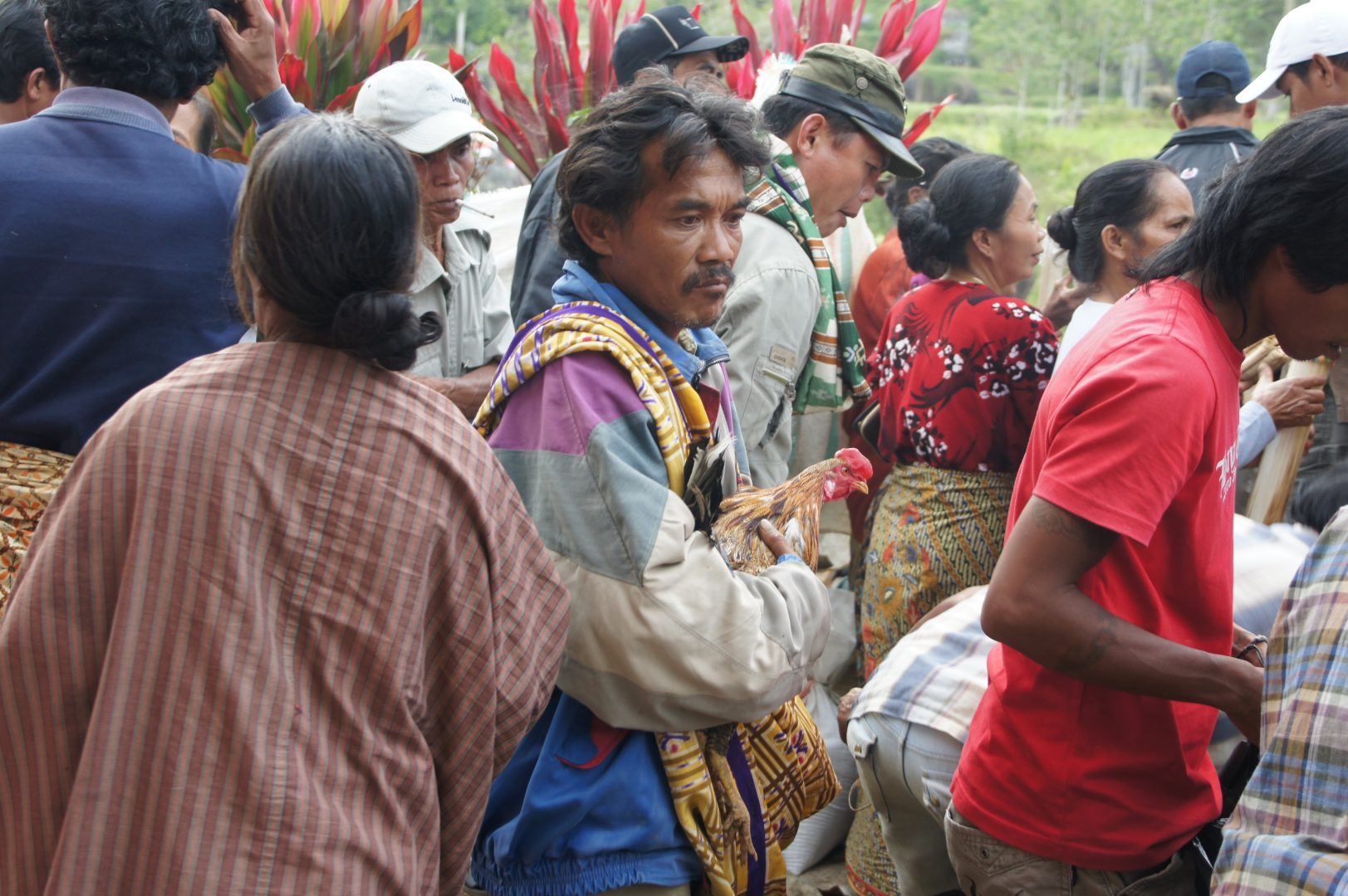 Propriétaire coq de combat rites funéraires sur l'île de Sulawesi