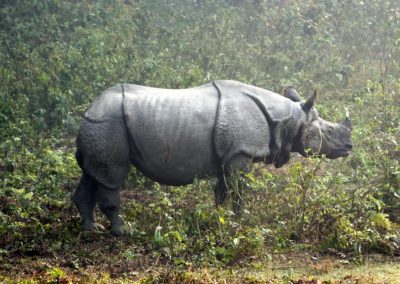 Rhinocéros à une corne Chitwan Népal