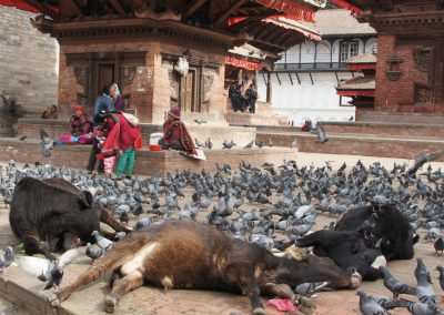 Vaches au repos Kathmandou Népal