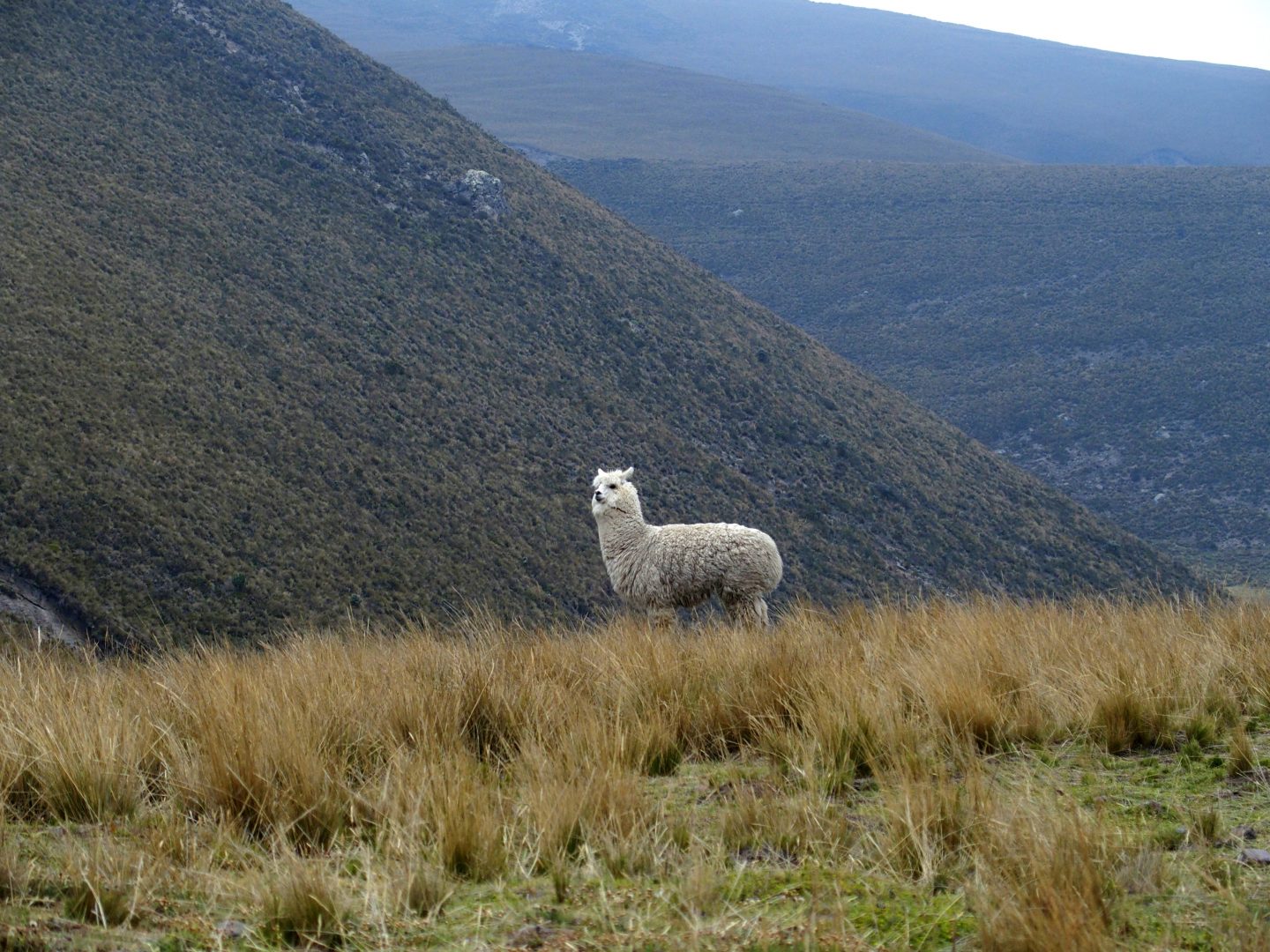 Alpaga blanc campagne équatorienne