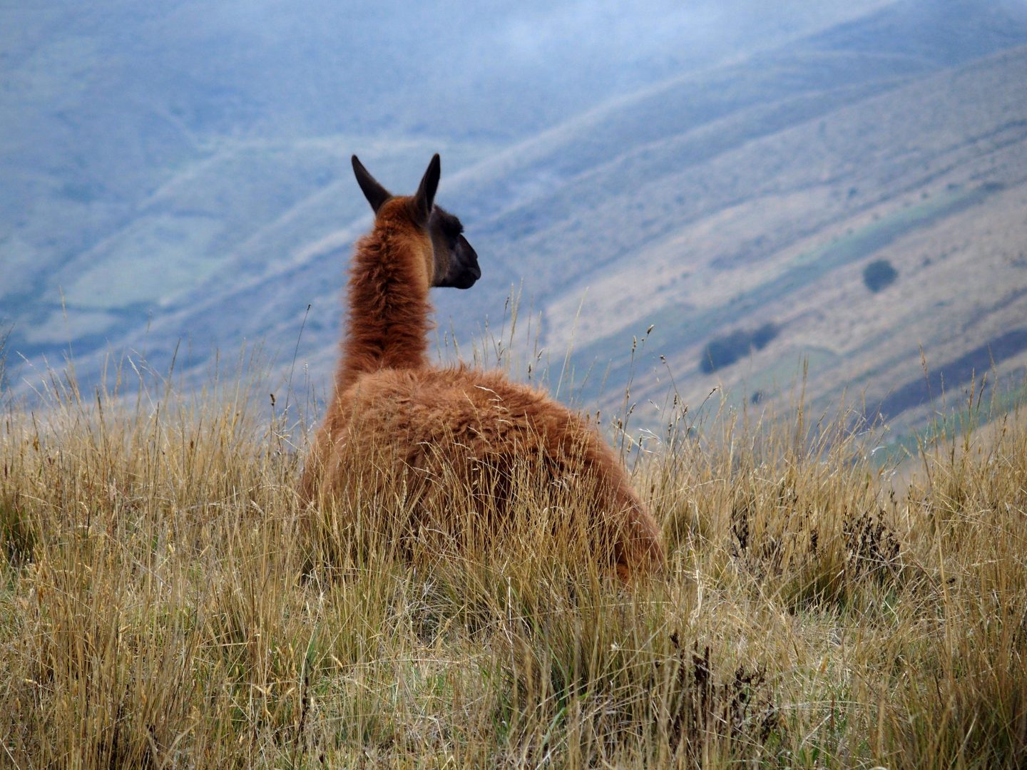 Beau lama roux devant vallée Cotopaxi Equateur
