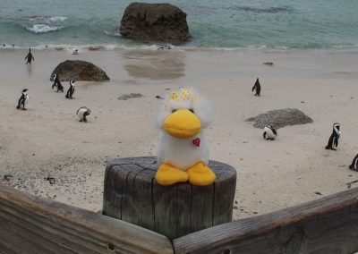 Couinn-Couinn et les pingouins à Boulder Beach Afrique du sud