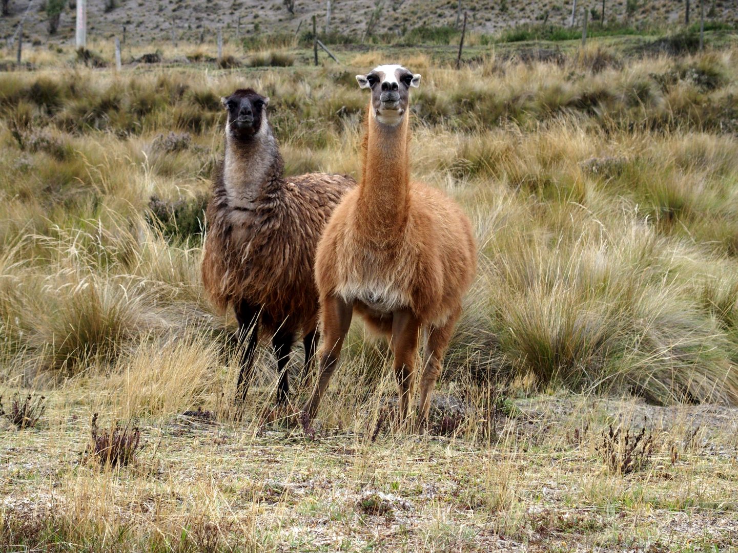 Lamas pas très contents dans la pampa Equateur