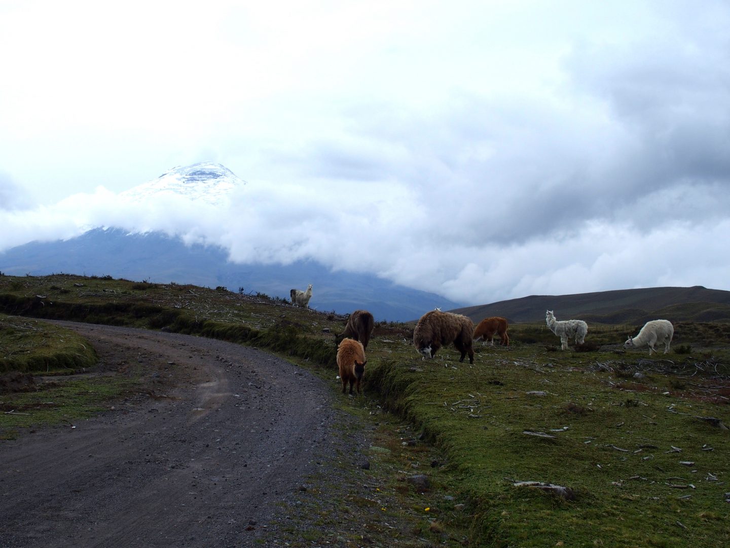 Lamas sur la route du Cotopaxi Equateur