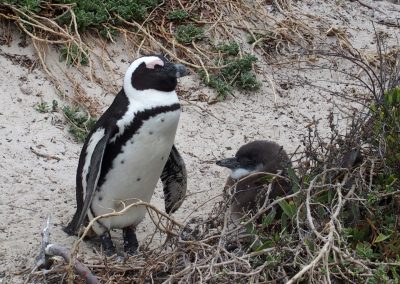 Maman pingouin et bébé Boulder Beach Afrique du sud