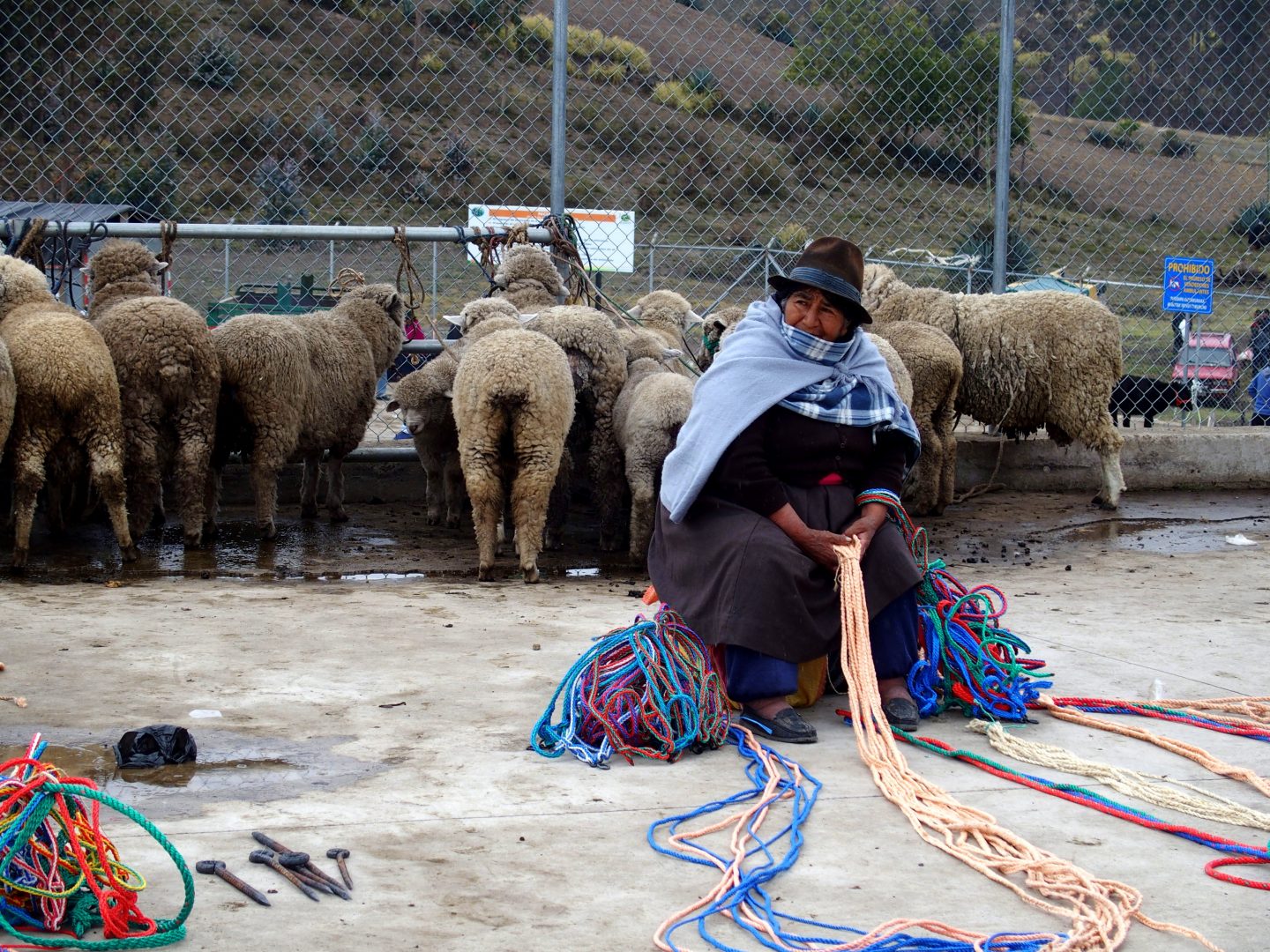 Vendeuse laine de moutons marché de Guamote Equateur