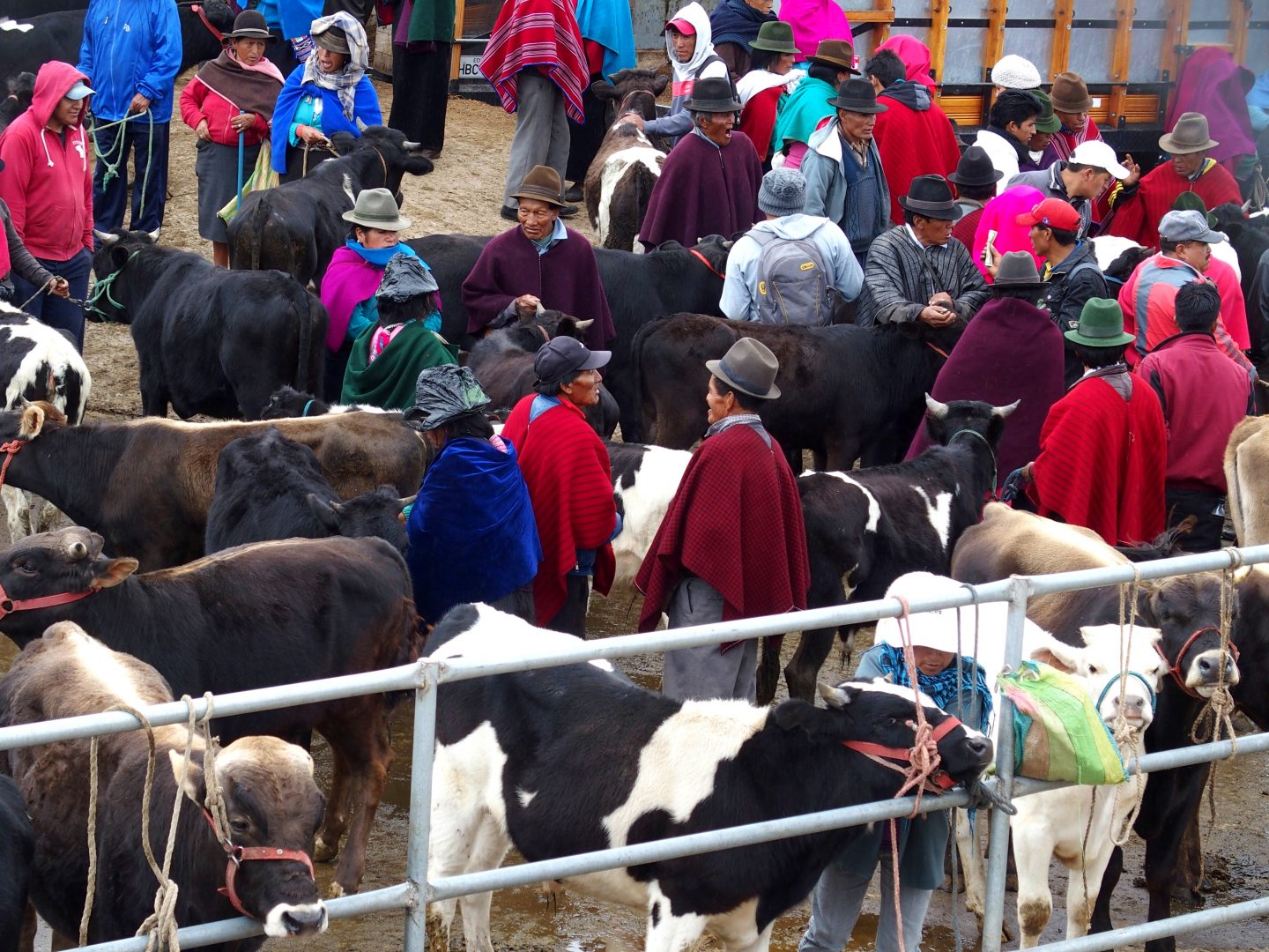 Vente de vaches au marché de Guatope Equateur