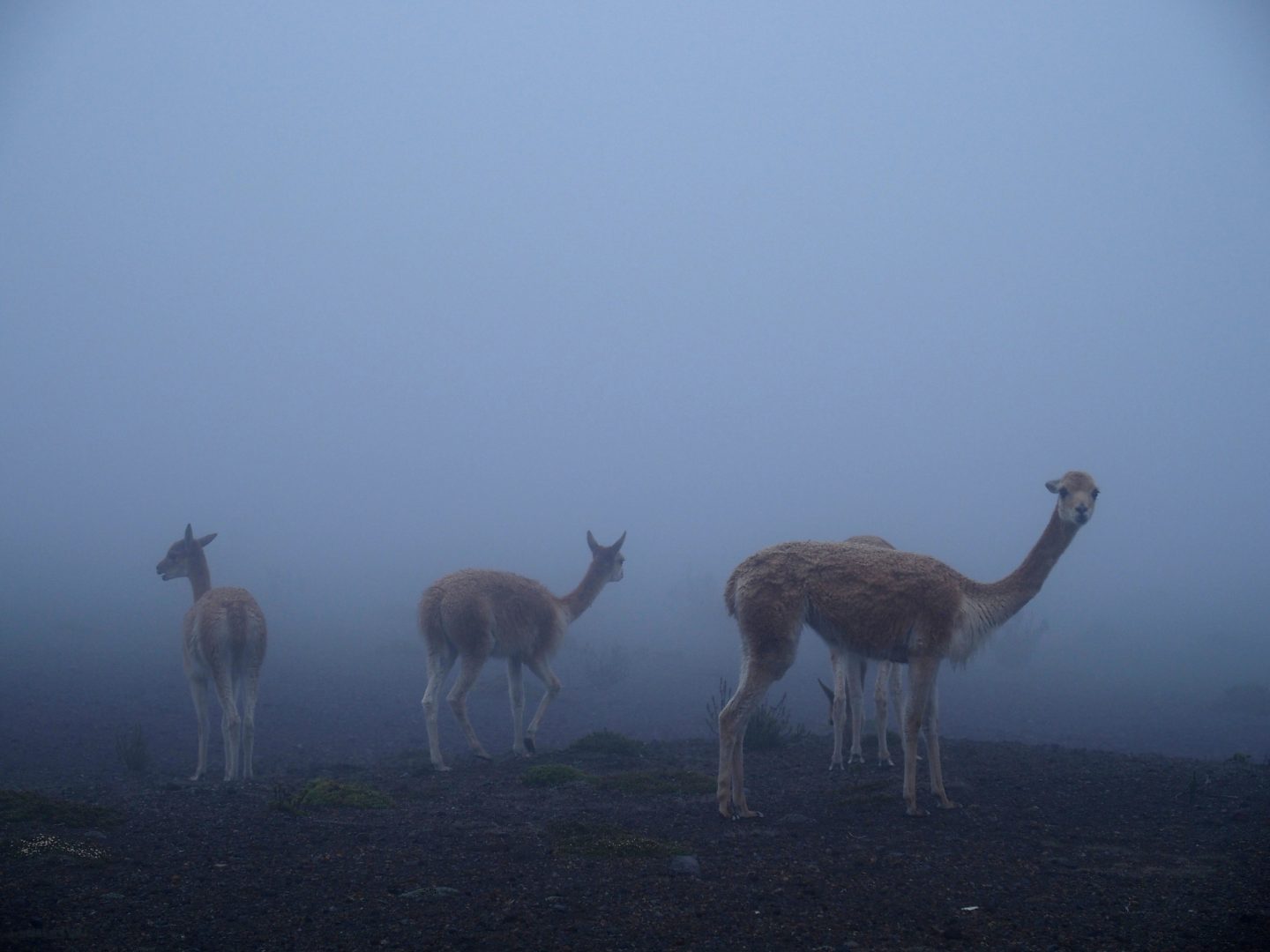 Vigognes, cousins des lamas Equateur
