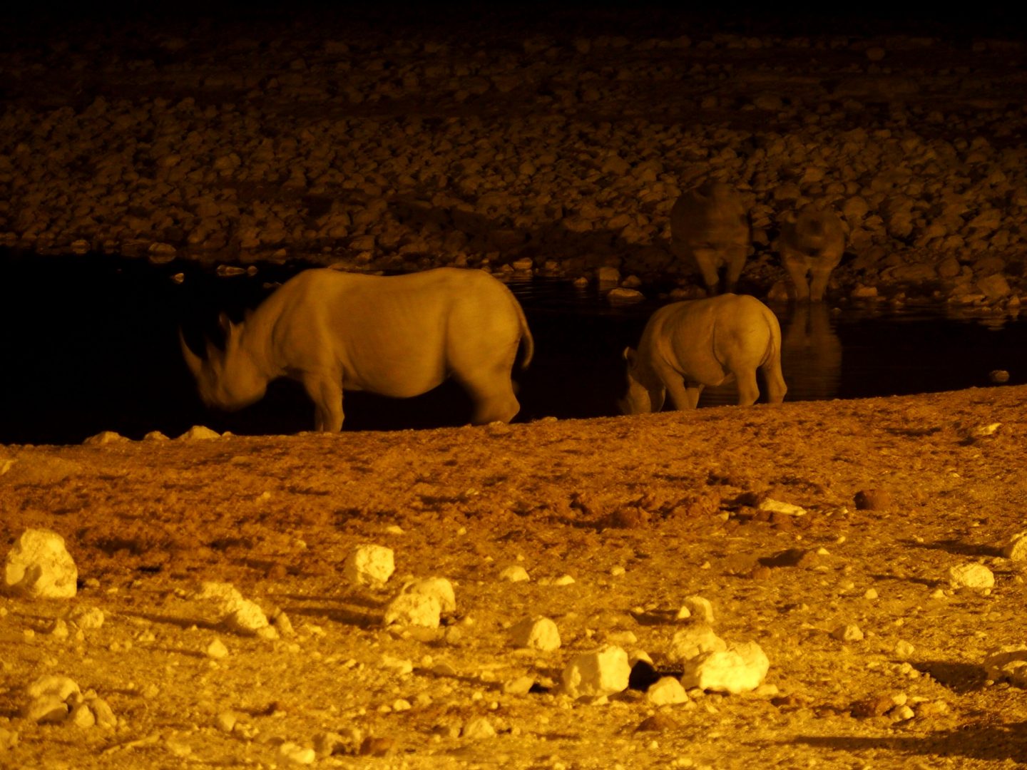Arrivée des rhinocéros au plan d'eau Namibie