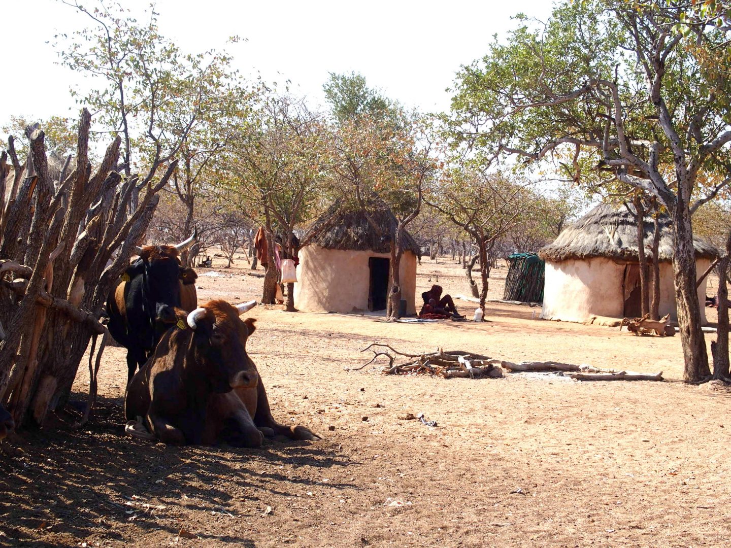 Bétail dans village himba Namibie