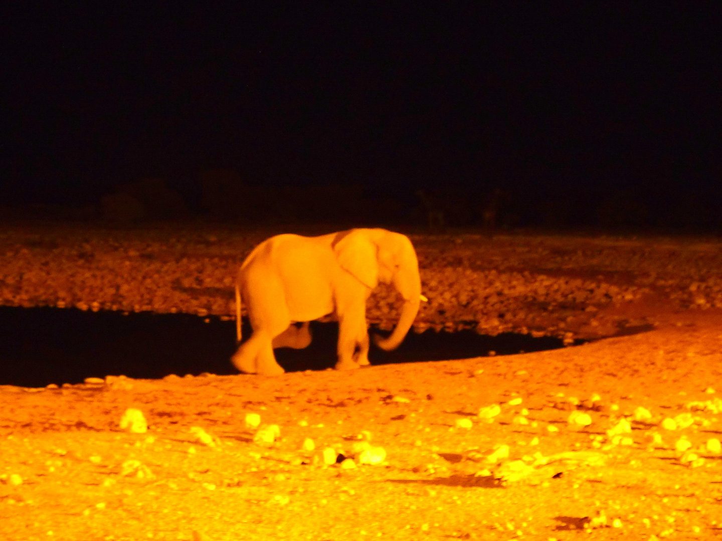 Elephanteau by night Etosha Namibie