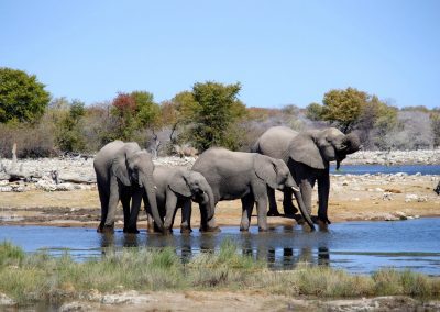 Elephants Namibie