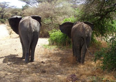 Elephants Tanzanie