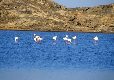 Flamants roses Namibie