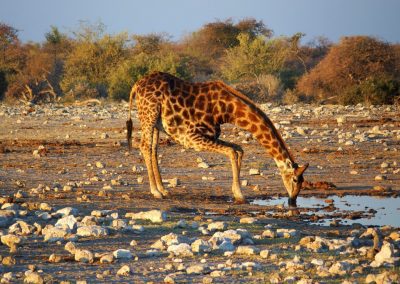Girafe assoiffée Namibie