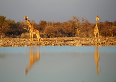 Girafes Namibie