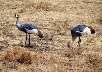 Grues couronnées Tanzanie