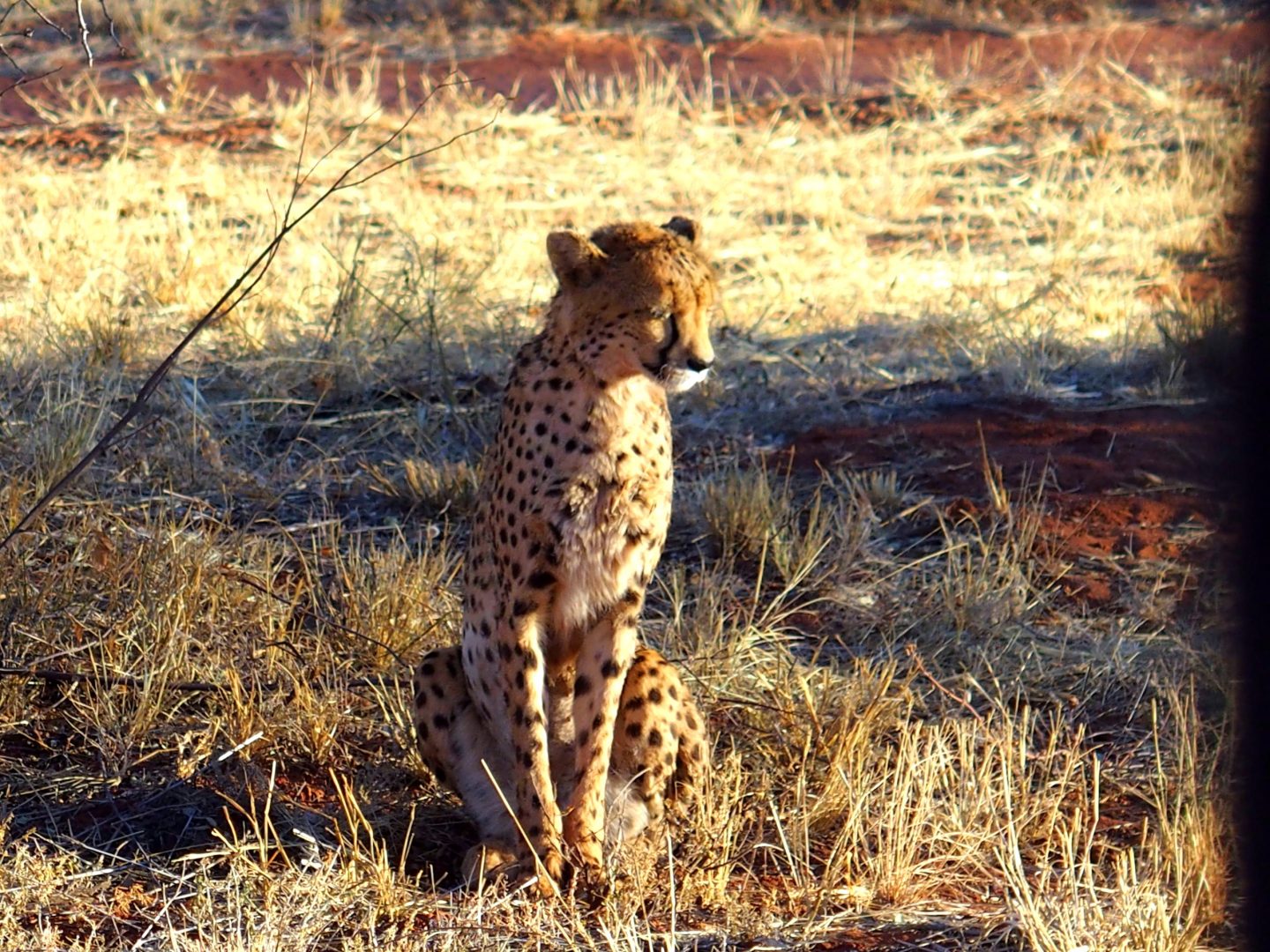 Guépard dans la savane Namibie