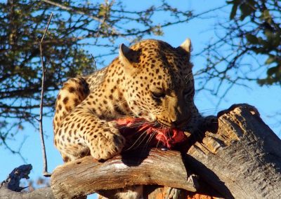 Guépard affamé Namibie