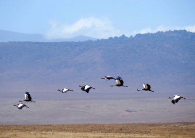 Ibis Tanzanie