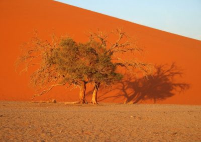L'arbre et la dune Namibie