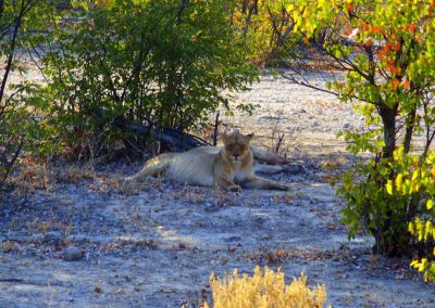 Lionne Namibie