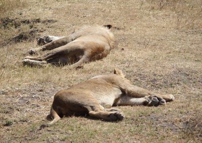 Lions au repos Tanzanie