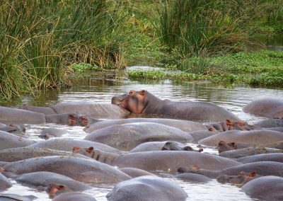 Mare d'hippopotames Tanzanie