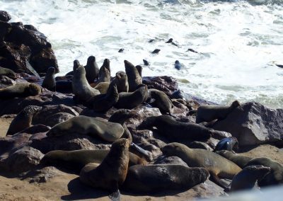 Otaries Namibie