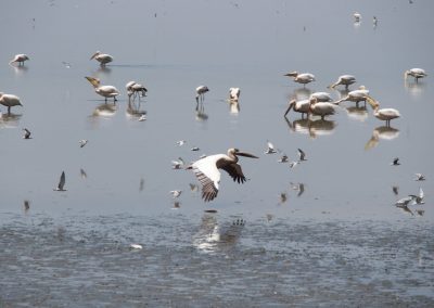 Pélicans lac de Manyara Tanzanie