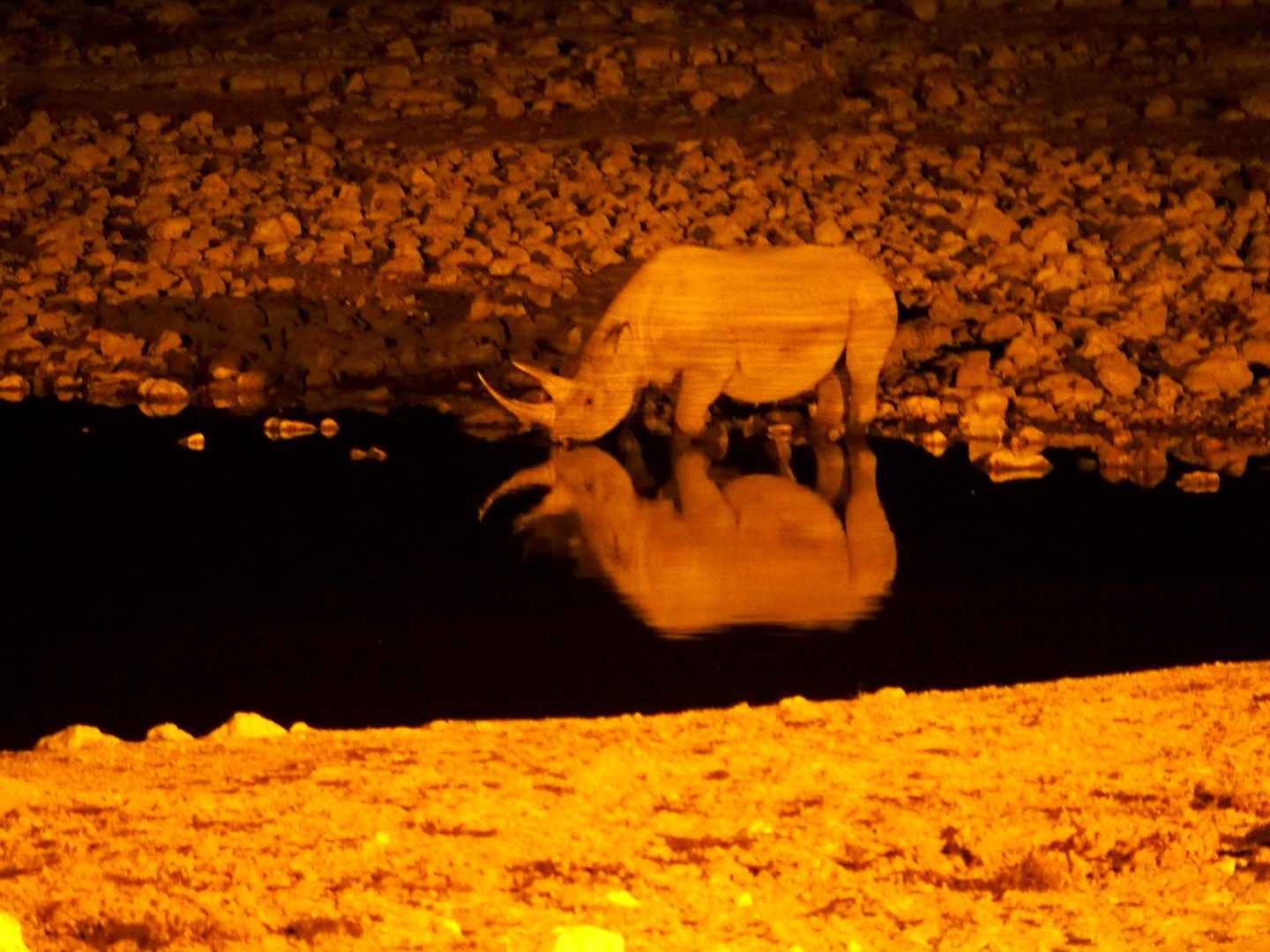 Reflet de rhinocéros dans l'eau Etosha Namibie