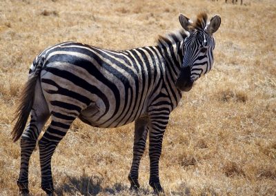 Regard de zèbre Tanzanie