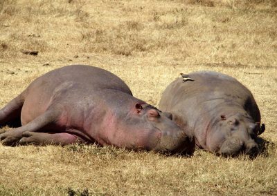 Repos des hippopotames Tanzanie